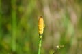 Yellow rough horsetail closeup view with selective focus on foreground Royalty Free Stock Photo