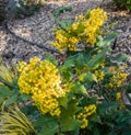 Yellow Round Blossoms Royalty Free Stock Photo