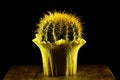 Yellow round cactus gift wrapped Royalty Free Stock Photo