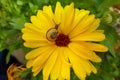 Yellow round flower with a matching small yellow snail . Horticultural show in Koblenz Germany . Beautiful pests in the garden on Royalty Free Stock Photo