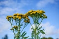 Yellow round flowers tansy on a sunny day against the blue sky