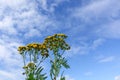 Yellow round flowers tansy on a sunny day against the blue sky