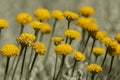 Yellow round shaped wildflower garden, close-up. Royalty Free Stock Photo