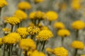 Yellow round shaped wildflower garden, close-up. Royalty Free Stock Photo