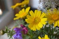 Bouquet of yellow and purple wildflowers. Glebionis segetum. Corn marigold Royalty Free Stock Photo