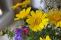 Glebionis segetum. Corn marigold and daisy. Yellow, purple and whitewildflower Royalty Free Stock Photo