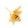 Yellow royal trinity lily lilium isolated Royalty Free Stock Photo