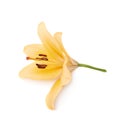 Yellow royal trinity lily lilium isolated Royalty Free Stock Photo