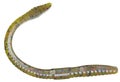 Yellow rubber artificial fishing worm