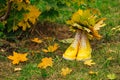 Yellow rubber boots on the grass with bouquete of yellow maple leaves inside Royalty Free Stock Photo