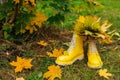 Yellow rubber boots on the grass with bouquete of yellow maple leaves inside Royalty Free Stock Photo