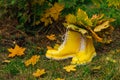 Yellow rubber boots on the grass with bouquete of yellow maple leaves inside Royalty Free Stock Photo