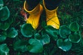 Yellow rubber boots on green grass. Above. Royalty Free Stock Photo