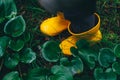 Yellow rubber boots on green grass. Above. Royalty Free Stock Photo