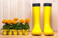 Yellow rubber boots and seedlings of orange marigold flowers concept spring Royalty Free Stock Photo