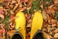 Yellow rubber boots stand on a pile of dry autumn leaves Royalty Free Stock Photo