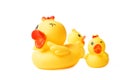 Yellow rubber duck family isolated Royalty Free Stock Photo