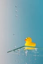 Yellow rubber duck on glass shelf and dripping water on light blue background Royalty Free Stock Photo