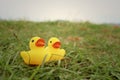 Yellow rubber duck on greengrass background.