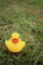 Yellow rubber duck on greengrass background.