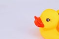 Yellow rubber duck and little ducky Royalty Free Stock Photo