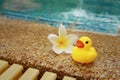 Yellow rubber duck with pluemeria flowers at swimming pool. Royalty Free Stock Photo