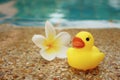 Yellow rubber duck with pluemeria flowers at swimming pool. Royalty Free Stock Photo