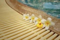 Yellow rubber duck with pluemeria flowers at swimming pool. Royalty Free Stock Photo