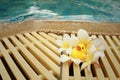 Yellow rubber duck with pluemeria flowers at swimming pool. Royalty Free Stock Photo