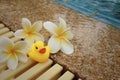 Yellow rubber duck with pluemeria flowers at swimming pool. Royalty Free Stock Photo