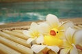 Yellow rubber duck with pluemeria flowers at swimming pool. Royalty Free Stock Photo