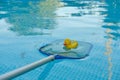 Yellow rubber duck in a pool net on the background of blue water of the frame pool. Products and accessories for pool Royalty Free Stock Photo