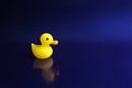 Yellow rubber duck swims on a blue background Royalty Free Stock Photo