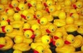 Yellow rubber duckies Royalty Free Stock Photo