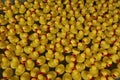 Yellow Rubber Duckies Royalty Free Stock Photo