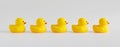 Yellow rubber ducks arranged in a row on white background Royalty Free Stock Photo