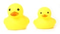 Yellow Rubber Ducks isolated Royalty Free Stock Photo