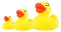 Yellow rubber ducks isolated on white background. Duck for a kids bath time Royalty Free Stock Photo