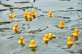 Yellow rubber ducks in race Royalty Free Stock Photo