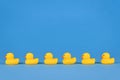 Yellow rubber ducks in a row on blue background Royalty Free Stock Photo