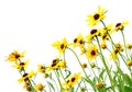 Yellow rudbeckia