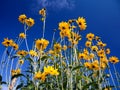 Yellow Rudbeckia