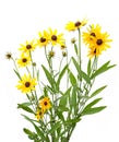 Yellow rudbeckia