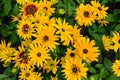 Yellow Rudbeckia Black eyed susan flowers Royalty Free Stock Photo