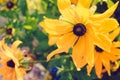 Yellow Rudbeckia with brown centers. Also called Coneflowers, Black-eyed-Susans, Leuchtender Sonnenhut