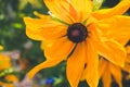 Yellow Rudbeckia with brown centers. Also called Coneflowers, Black-eyed-Susans, Leuchtender Sonnenhut