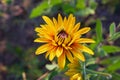 Yellow Rudbeckia coneflowers, black-eyed-susans flowers close-up. Royalty Free Stock Photo