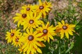 Yellow Rudbeckia coneflowers, black-eyed-susans flowers close-up. Rudbeckia in the garden. Royalty Free Stock Photo