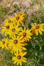 Yellow Rudbeckia coneflowers, black-eyed-susans flowers close-up. Rudbeckia in the garden. Royalty Free Stock Photo