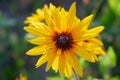 Yellow Rudbeckia coneflowers, black-eyed-susans flowers close-up. Royalty Free Stock Photo